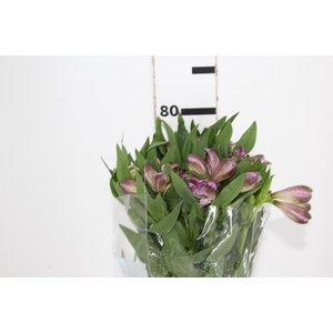 ALSTROEMERIA XANADU 080 CM ROXO