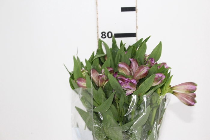 ALSTROEMERIA XANADU 080 CM ROXO
