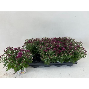 CHRYS GARDENMUM PURPLE