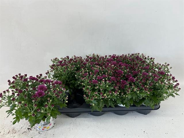 CHRYS GARDENMUM PURPLE