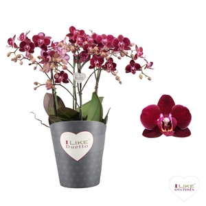 Duetto Multi - Cartagena 60+