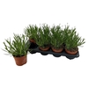 Lavandula angustifolia Aromance White