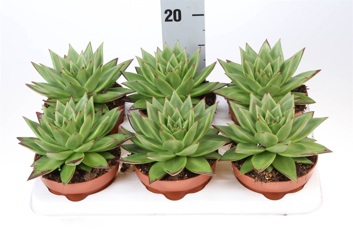 <h4>Echeveria agavoides 'Ebony'</h4>