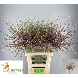 Allium Schubertii