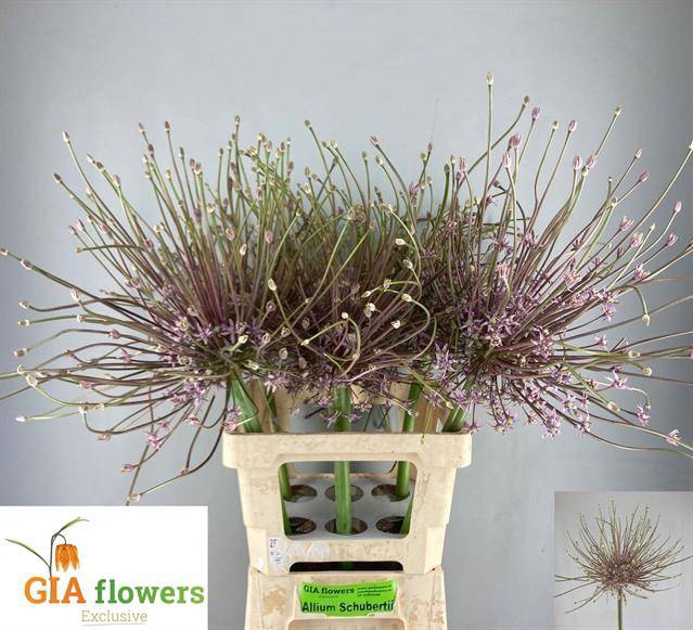 <h4>Allium Schubertii</h4>