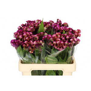 Celosia Cr Bombay Firosa