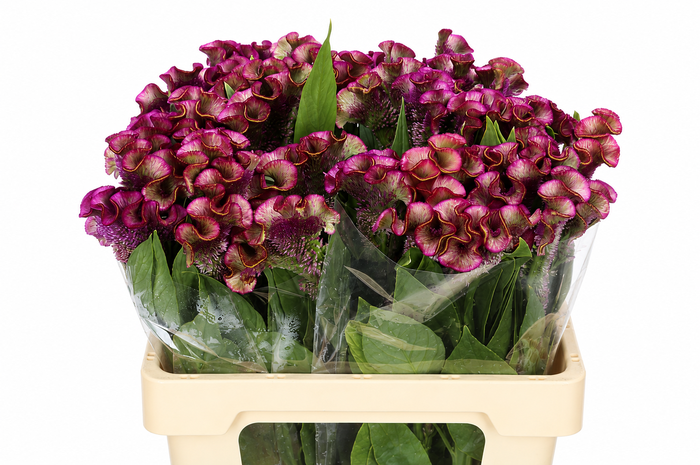 <h4>Celosia Cr Bombay Firosa</h4>