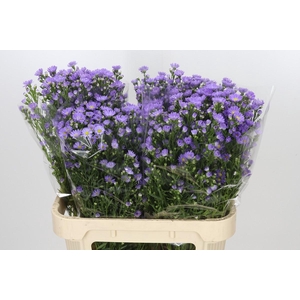 Aster Cassandra