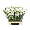 Limonium Sinuatum White