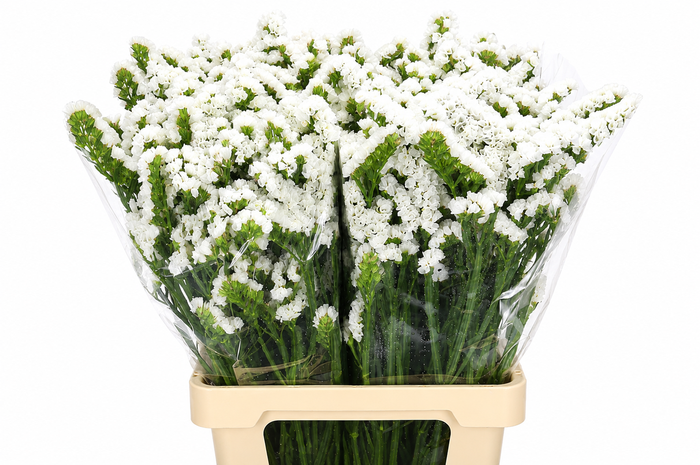 Limonium Sinuatum White