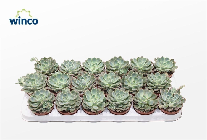 Echeveria Sitifukumiama