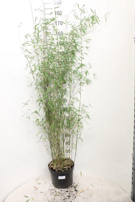 <h4>Fargesia 'Jiuzhaigou' P29</h4>