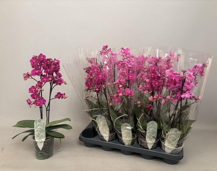 <h4>PHAL MF OV PAARS</h4>