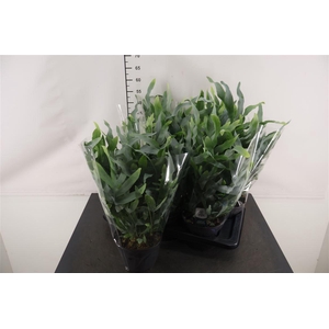 Phlebodium 17 Cm. P. Blue Star