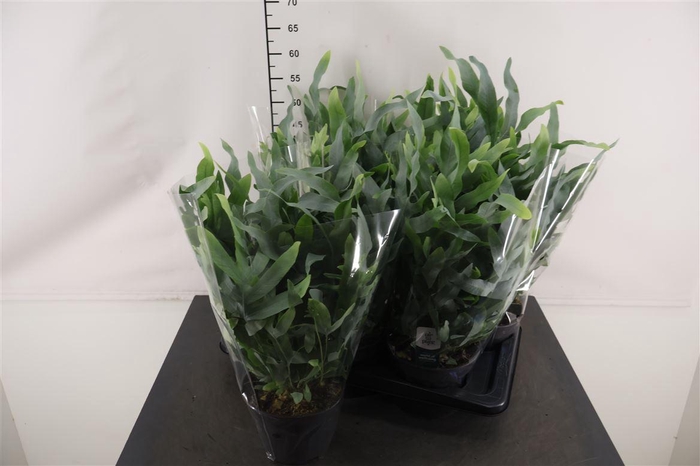 <h4>Phlebodium 17 Cm. P. Blue Star</h4>