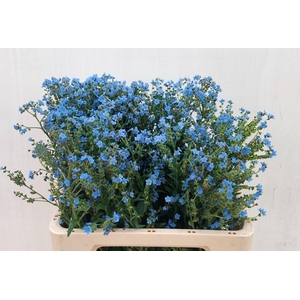 CYNOGLOSSUM AMABI ZD