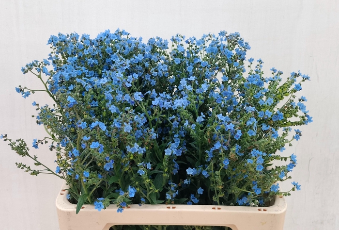 <h4>CYNOGLOSSUM AMABI ZD</h4>