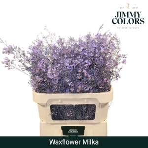 Waxflower premium L80 Klbh. Milka