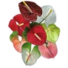 Anthurium Mix Small, p/color