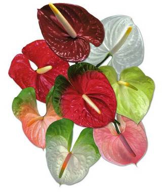 Anthurium Mix Small, p/color