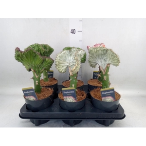 Euphorbia lactea 'Cristata'