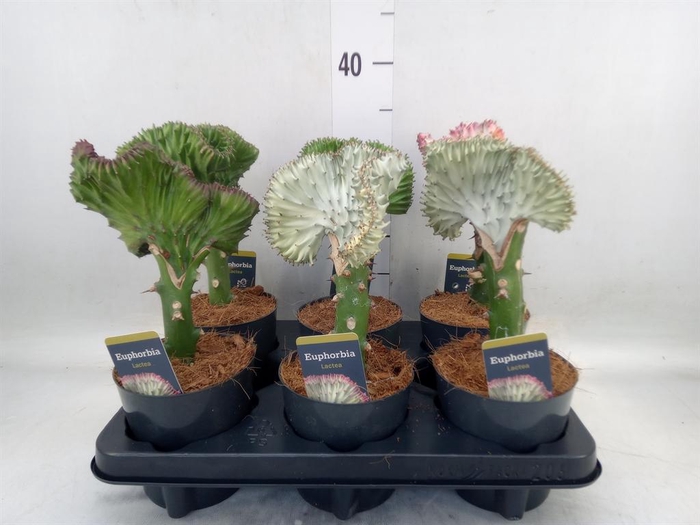 <h4>Euphorbia lactea 'Cristata'</h4>
