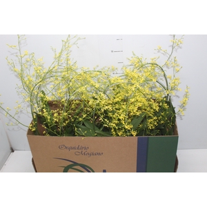 ONCIDIUM OBRYZATUM P14 MIN 1 HT ARCO