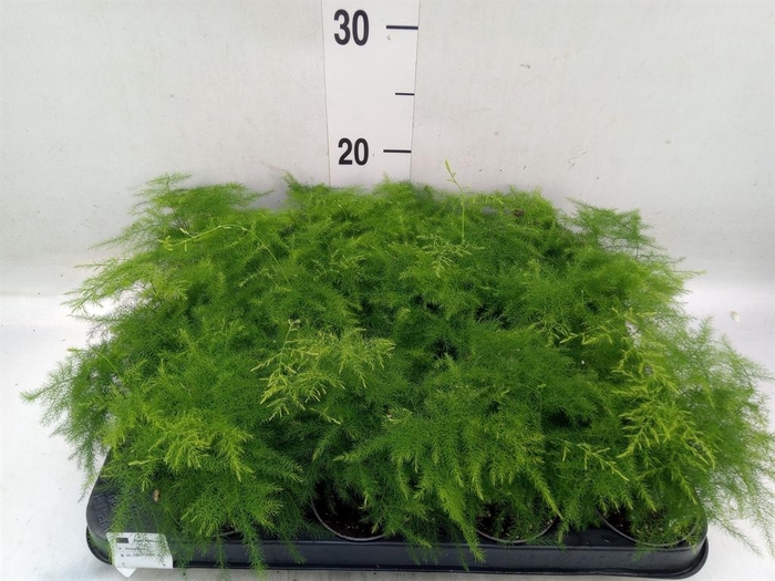 <h4>Asparagus setaceus</h4>