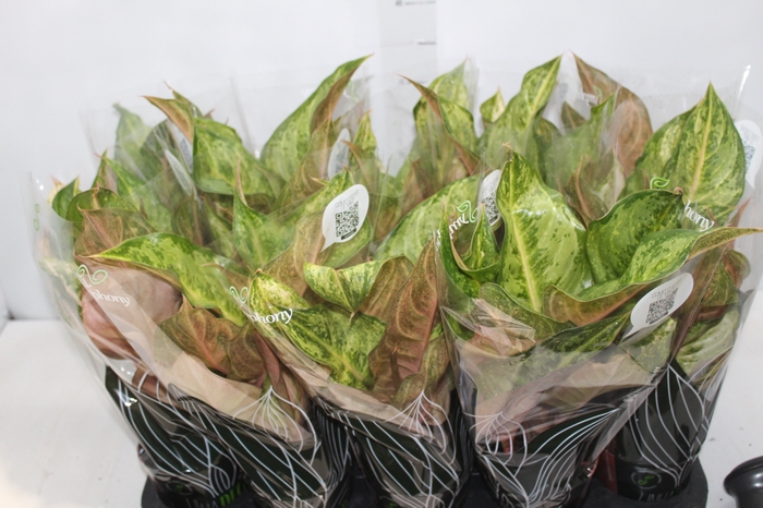 <h4>AGLAONEMA VARIADA P12 PREMIUM</h4>