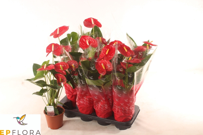 <h4>ANTHU A JAMBO RED</h4>