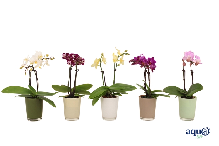 <h4>Glaspot Finn Tiny Dolls Mix 2T10+</h4>