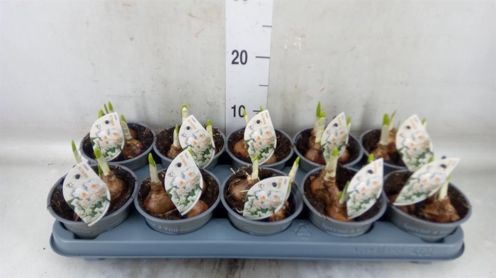 <h4>Narcissus DU 'Abba'</h4>