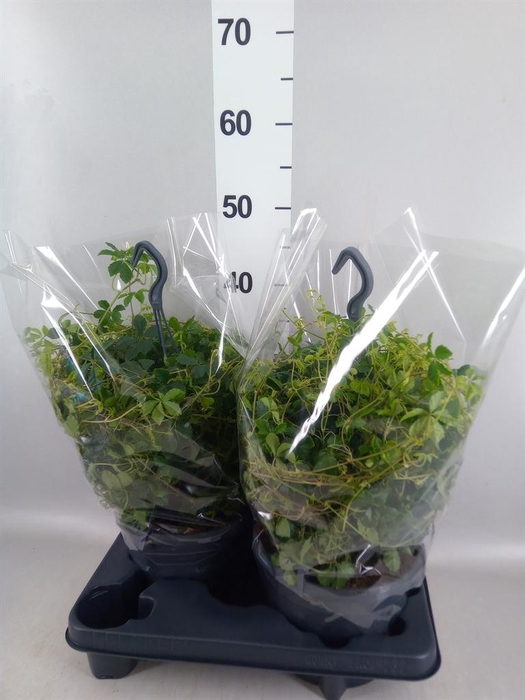 <h4>Parthenocissus  'Sugar Vine'</h4>