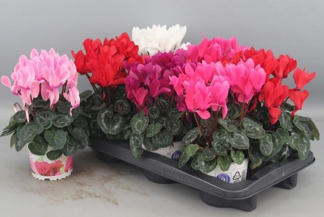 <h4>CYCL GR SUP XL</h4>