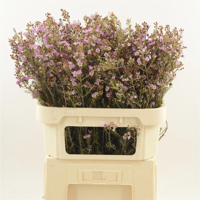 <h4>Chamelaucium Adi</h4>