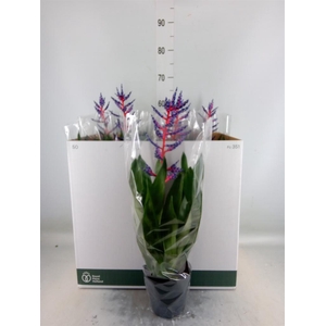 Aechmea  'Blue Rain'