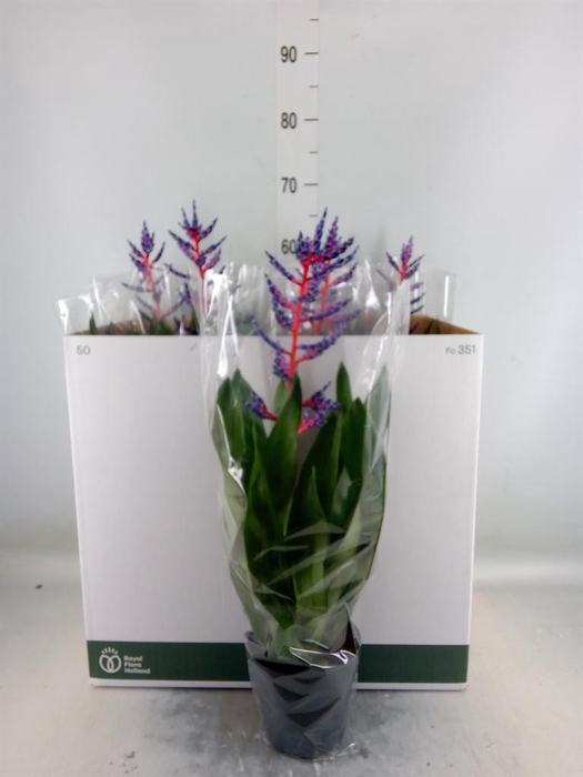 <h4>Aechmea  'Blue Rain'</h4>