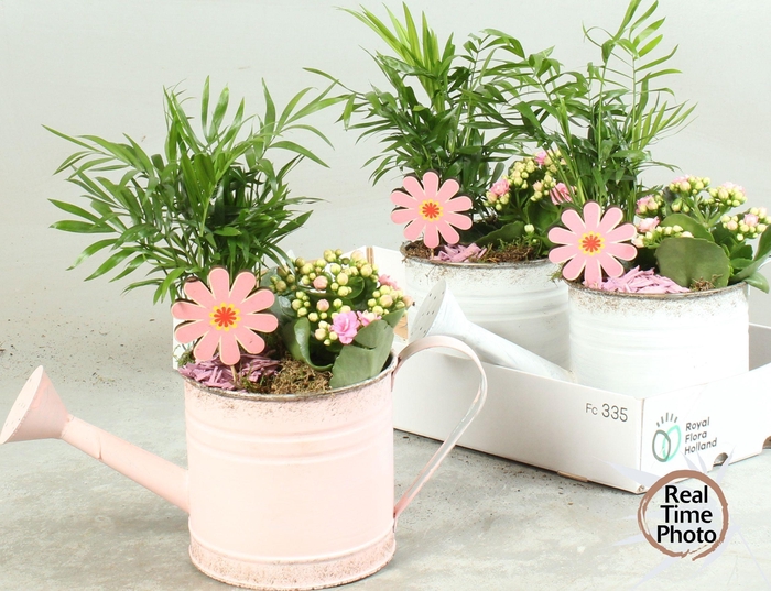 <h4>ARR KAMERPL</h4>