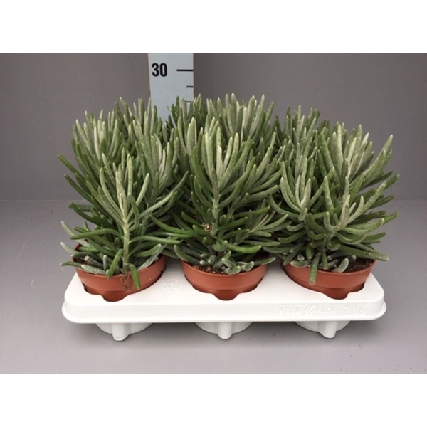 <h4>Senecio pyramidatus</h4>