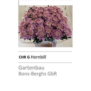 CHR G HORNBILL