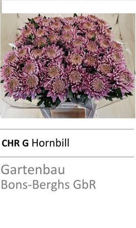 <h4>CHR G HORNBILL</h4>