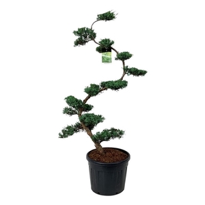 Juniperus virg. 'Grey Owl'