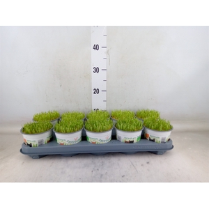 Hordeum sp.   ...kattegras zaai