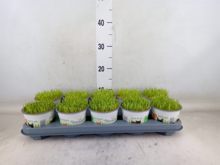 <h4>Hordeum sp.   ...kattegras zaai</h4>