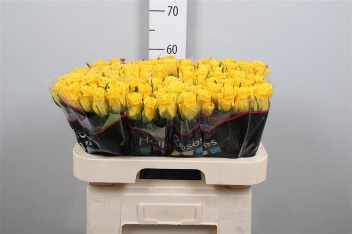 <h4>R Gr Moonwalk</h4>