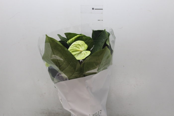 <h4>ANTHURIUM GREEN KING P17</h4>