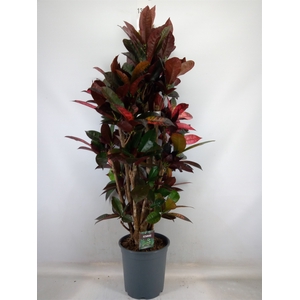 Codiaeum var. KL 'Mrs Iceton'