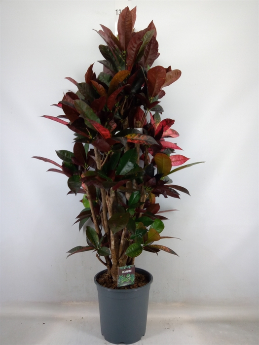 <h4>Codiaeum var. KL 'Mrs Iceton'</h4>