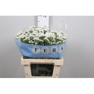 Lim S White Starl Wings