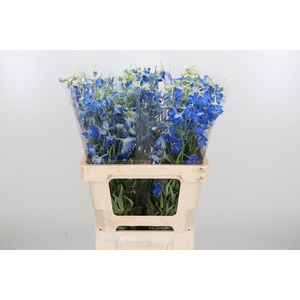 Delphinium Be Volkerfrieden